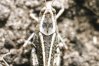 Calliptamus italicus L. - Итальянская саранча, прус, (Тамб. обл., Мич. р-н)