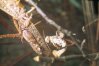 Calliptamus italicus L. - Итальянская саранча, прус. Самец подкрадывается к самке без какого либо ритуала ухаживания