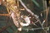 Calliptamus italicus L. - Итальянская саранча, прус. Самец подкрадывается к самке без какого либо ритуала ухаживания