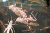 Calliptamus italicus L. - Итальянская саранча, прус. Самец захватывает кончик брюшка самки своими мощными гениталиями