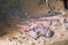Calliptamus italicus L. - Итальянская саранча, прус. Самка тщетно сопротивляется, и часто процесс спаривания проходит в такой неудобной позе