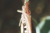 Chorthippus brunneus Thnb. (bicolor Ch.) - Обыкновенный конек