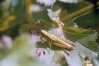 Euthystira brachyptera Ocsk. -  Короткокрылый зеленчук