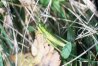 Euthystira brachyptera Ocsk. -  Короткокрылый зеленчук
