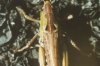 Gomphocerus sibiricus caucasicus Motsh. - Сибирская кобылка, кавказский подвид (Кар.-Черк. респ.)