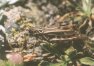 Gomphocerus sibiricus caucasicus Motsh. - Сибирская кобылка, кавказский подвид (Кар.-Черк. респ.)