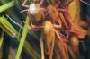 Locusta migratoria L. - Перелетная саранча