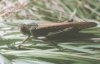Locusta migratoria L. - Перелетная саранча