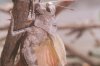 Psophus stridulus L. - Огневка, или трескучая кобылка