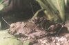 Psophus stridulus L. - Огневка, или трескучая кобылка