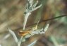 Stenobothrus lineatus Panz. - Толстоголовая травянка, или Коник полосатый