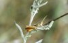 Stenobothrus lineatus Panz. - Толстоголовая травянка, или Коник полосатый