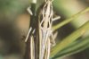 Stenobothrus nigromaculatus H.-Sch. - Пятнистая травянка