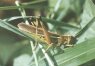 Stethophyma (Mecostethus) grossum L. - Большая болотная кобылка
