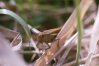 Stethophyma (Mecostethus) grossum L. - Большая болотная кобылка