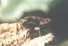 Tetrix bipunctata L. - Короткоусый прыгунчик
