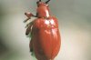Lilioceris merdigera L. - Трещалка (Лилейница) луковая