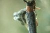 Oberea oculata L. - Усач красногрудый, или ивовый прутоед