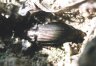 Poecilus cupreus L. - Жужелица медная