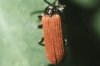 Pyropterus nigroruber Deg. (=affinis Payk.) - Краснокрыл черно-красный