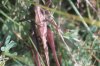 Decticus verrucivorus L. - Серый, или пестрый, кузнечик
