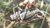 Deracanthella verrucosa F.-W. - Толстун бородавчатый
