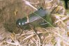 Gryllus campestris L. - Полевой сверчок. Короткокрылая самка