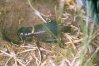 Gryllus campestris L. - Полевой сверчок. Короткокрылая самка