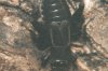 Gryllus frontalis Fieb. - Сверчок лобастый. Обычная бескрылая самка с укороченными надкрыльями