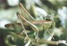 Metrioptera bicolor Phil. - Двуцветный, или степной, скачок