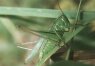 Metrioptera bicolor Phil. - Двуцветный, или степной, скачок