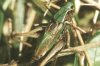 Metrioptera brachyptera L. - Короткокрылый скачок
