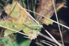 Metrioptera roeselii Hag. - Зеленый скачок