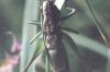 Metrioptera roeselii Hag. - Зеленый скачок