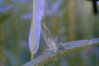 Phaneroptera falcata Poda - Обыкновенный пластинокрыл