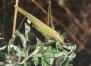 Phaneroptera falcata Poda - Обыкновенный пластинокрыл