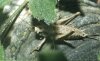 Pholidoptera cinerea L. (griseoaptera Deg.) - Кустолюбка пепельная