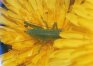 Tettigonia caudata Ch. - Хвостатый кузнечик. Цветы одуванчика - основная пища молодых кузнечиков