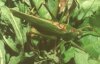 Tettigonia dolichoptera maritima Stor. - Приморский зеленый кузнечик (Хасанск. р-н Прим. кр.)