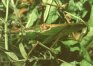 Tettigonia dolichoptera maritima Stor. - Приморский зеленый кузнечик (Хасанск. р-н Прим. кр.)