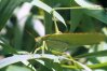 Tettigonia viridissima L. - Зеленый кузнечик. При опасности ныряет в траву, если нет возможности улететь