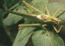 Tettigonia viridissima L. - Зеленый кузнечик