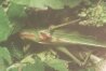 Tettigonia viridissima L. - Зеленый кузнечик