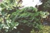 Мхи, водоросли и Cardamine sp. в русле ручья