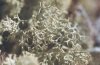 Cladonia rangiferina (L.) Web. - Кладония оленья (Олений мох)