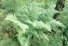 Dryopteris carthusiana (Vill.) H. P. Fuchs - Щитовник Картузиуса, или игольчатый, шартрезский