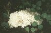 Hericium coralloides (Fr.) - Ежовик коралловидный. Занесен в Красную Книгу России