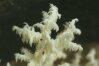 Hericium coralloides (Fr.) - Ежевик коралловидный. Занесен в Красную Книгу России