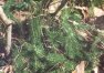 Lycopodium annotinum L. - Плаун годичный