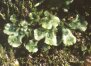 Marcshantia polymorpha L. - Маршанция многообразная с выводковыми корзиночками